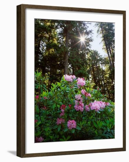 Douglas Firs and Rhododendrons-Steve Terrill-Framed Premium Photographic Print