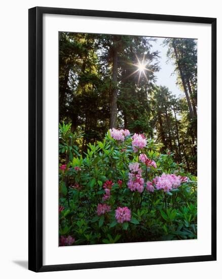 Douglas Firs and Rhododendrons-Steve Terrill-Framed Premium Photographic Print