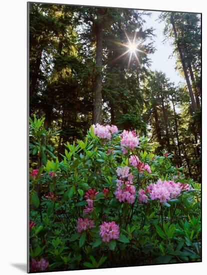 Douglas Firs and Rhododendrons-Steve Terrill-Mounted Premium Photographic Print