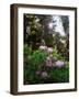 Douglas Firs and Rhododendrons-Steve Terrill-Framed Photographic Print