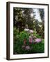 Douglas Firs and Rhododendrons-Steve Terrill-Framed Photographic Print