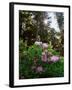 Douglas Firs and Rhododendrons-Steve Terrill-Framed Photographic Print