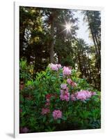 Douglas Firs and Rhododendrons-Steve Terrill-Framed Photographic Print