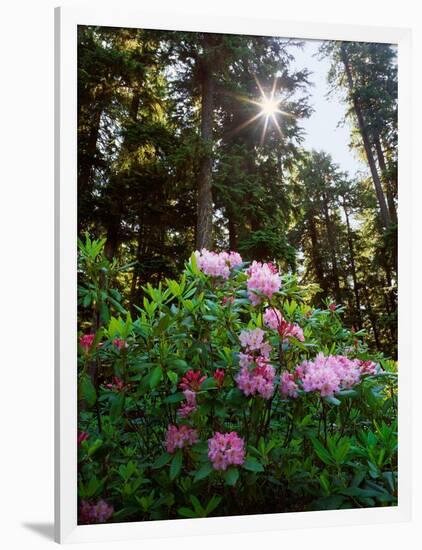 Douglas Firs and Rhododendrons-Steve Terrill-Framed Photographic Print