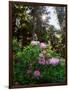 Douglas Firs and Rhododendrons-Steve Terrill-Framed Photographic Print