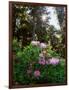 Douglas Firs and Rhododendrons-Steve Terrill-Framed Photographic Print
