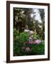 Douglas Firs and Rhododendrons-Steve Terrill-Framed Photographic Print