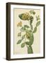 Douglas Honeysuckle-Mary Vaux Walcott-Framed Art Print