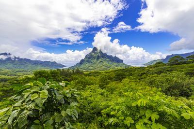Belvedere Lookout, Cook's Bay, Opunohu Bay, Moorea, French Polynesia