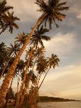Coconut Grove, Molokai, Hawaii-Douglas Peebles-Photographic Print
