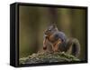 Douglas's Squirrel (Tamiasciurus Hudsonicus) Eating a Pine Cone-James Hager-Framed Stretched Canvas