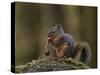 Douglas's Squirrel (Tamiasciurus Hudsonicus) Eating a Pine Cone-James Hager-Stretched Canvas