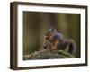 Douglas's Squirrel (Tamiasciurus Hudsonicus) Eating a Pine Cone-James Hager-Framed Photographic Print