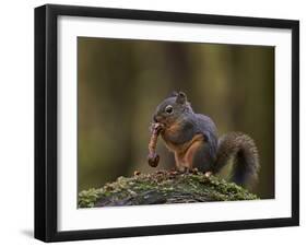 Douglas's Squirrel (Tamiasciurus Hudsonicus) Eating a Pine Cone-James Hager-Framed Photographic Print