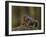 Douglas's Squirrel (Tamiasciurus Hudsonicus) Eating a Pine Cone-James Hager-Framed Photographic Print