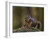 Douglas's Squirrel (Tamiasciurus Hudsonicus) Eating a Pine Cone-James Hager-Framed Photographic Print