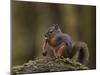 Douglas's Squirrel (Tamiasciurus Hudsonicus) Eating a Pine Cone-James Hager-Mounted Photographic Print