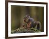 Douglas's Squirrel (Tamiasciurus Hudsonicus) Eating a Pine Cone-James Hager-Framed Photographic Print