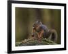 Douglas's Squirrel (Tamiasciurus Hudsonicus) Eating a Pine Cone-James Hager-Framed Photographic Print