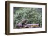 Douglas Squirrel standing on a log.-Janet Horton-Framed Photographic Print