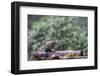 Douglas Squirrel standing on a log.-Janet Horton-Framed Photographic Print