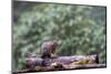 Douglas Squirrel standing on a log.-Janet Horton-Mounted Photographic Print