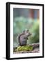 Douglas Squirrel standing on a log.-Janet Horton-Framed Photographic Print