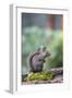 Douglas Squirrel standing on a log.-Janet Horton-Framed Photographic Print