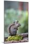 Douglas Squirrel standing on a log.-Janet Horton-Mounted Photographic Print