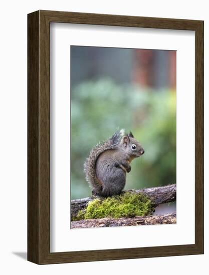 Douglas Squirrel standing on a log.-Janet Horton-Framed Photographic Print
