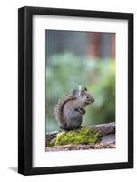 Douglas Squirrel standing on a log.-Janet Horton-Framed Photographic Print