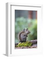 Douglas Squirrel standing on a log.-Janet Horton-Framed Photographic Print