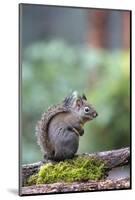 Douglas Squirrel standing on a log.-Janet Horton-Mounted Photographic Print