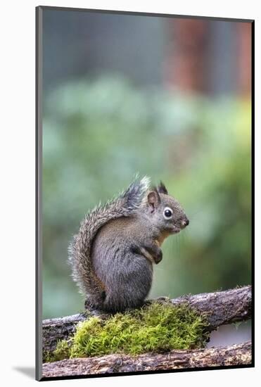 Douglas Squirrel standing on a log.-Janet Horton-Mounted Photographic Print