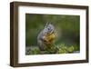 Douglas Squirrel standing on back paws on a moss-covered log.-Janet Horton-Framed Photographic Print