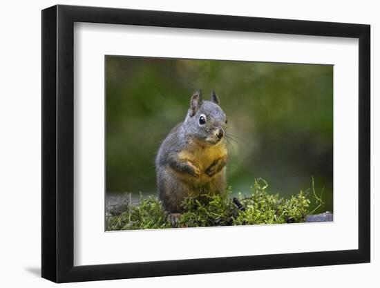 Douglas Squirrel standing on back paws on a moss-covered log.-Janet Horton-Framed Photographic Print