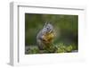 Douglas Squirrel standing on back paws on a moss-covered log.-Janet Horton-Framed Photographic Print