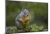 Douglas Squirrel standing on back paws on a moss-covered log.-Janet Horton-Mounted Photographic Print
