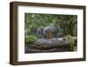 Douglas Squirrel vocalizing on a moss-covered log.-Janet Horton-Framed Photographic Print