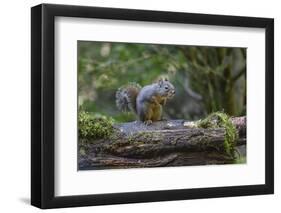 Douglas Squirrel vocalizing on a moss-covered log.-Janet Horton-Framed Photographic Print