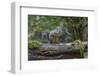 Douglas Squirrel vocalizing on a moss-covered log.-Janet Horton-Framed Photographic Print