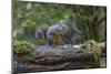 Douglas Squirrel vocalizing on a moss-covered log.-Janet Horton-Mounted Photographic Print