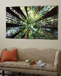 Redwood Grove-Douglas Steakley-Loft Art