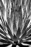 Spearhead Mesa BW-Douglas Taylor-Photographic Print
