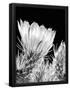 Essential Black