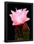 Essential Black
