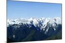 Wood Mount
