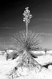 Agave Finale BW-Douglas Taylor-Art Print