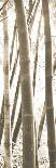 Bamboo Grove III-Douglas Yan-Giclee Print