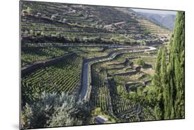 Douro Valley, Terraced Vineyards of Sandeman That Produces Port Wines-Mallorie Ostrowitz-Mounted Photographic Print